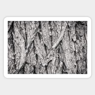 Cottonwood Tree Bark Abstract Sticker